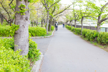 大阪府毛馬桜之宮公園の並木道