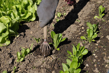 Erde auflockern im Salatbeet