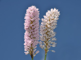 Blüten des Schlangenknöterichs