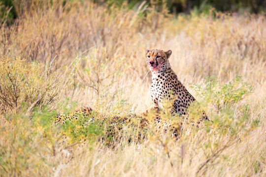 A cheetah eating in the middle of the grass