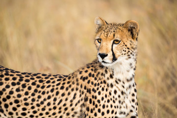 Naklejka na ściany i meble A portrait of a cheetah in the grass landscape
