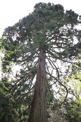 Fototapeta premium Big Mammoth tree
