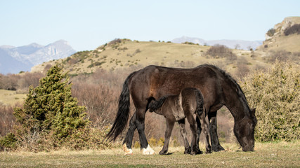 Fototapeta premium Horses at liberty, a mother breastfeeding her foal in the mountains of the Drôme, France