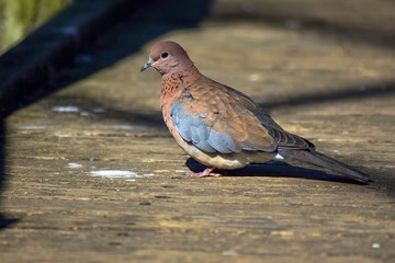 Senegal Dove (Streptopelia senegalensis) is a species of dove family living in the African tropics south of the Sahara, the Middle East and South Asia to India.