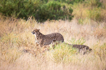 Two cheetahs in the grass look into the distance