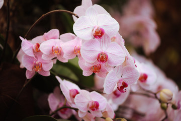 Flower in spring
