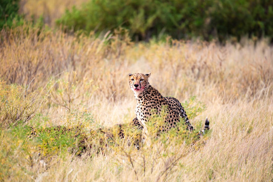 A cheetah eating in the middle of the grass