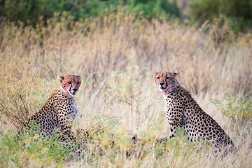 Cheetahs eating in the middle of the grass