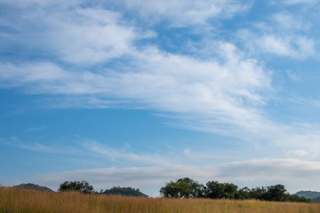 Obraz premium Nature landscape - view of the Klipriviersberg Nature Reserve in Johannesburg, South Africa
