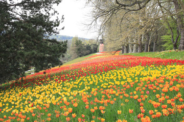Tulips in spring