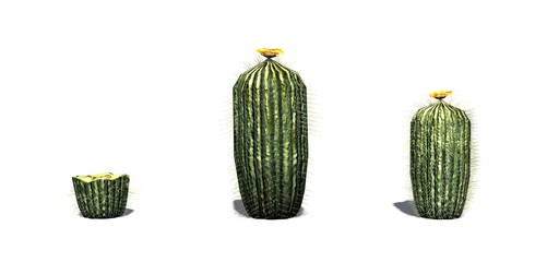 Set of Barrel Cactus with shadow on the floor - isolated on white background