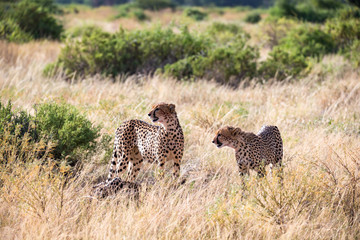 Cheetahs eating in the middle of the grass
