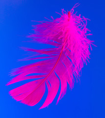 Pink feather isolated on blue background
