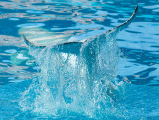 Tail of a big white dolphin in the pool