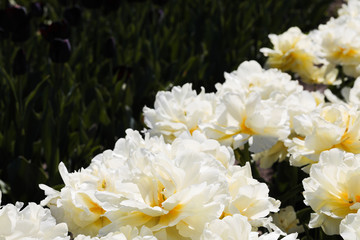 Beautiful bouquet of tulips nature background.