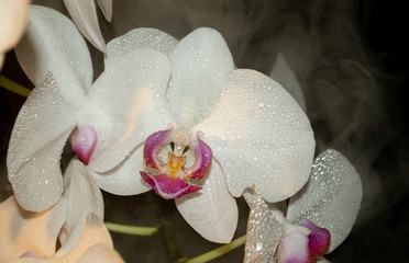 White orchid black background