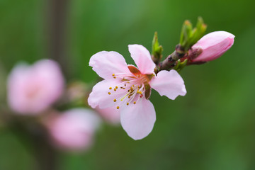 blooming peach flower in spring time close up view