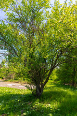 Fototapeta na wymiar Tree in the steppe near the river in the spring