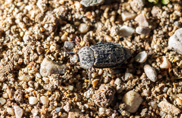 Black beetle on the ground