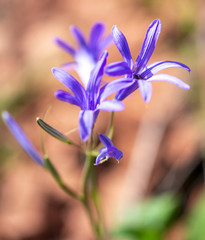 Blue flower in the spring steppe