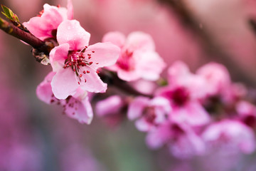 Pink peach flowers begin blooming in the garden. Beautiful flowering branch of peach on blurred garden background. Close-up, spring theme of nature. Selective focus