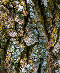 Tree bark as abstract background