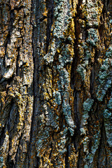 Tree bark as abstract background