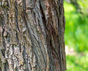 Tree bark as abstract background