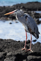Heron standing on the rocks on the background of the ocean. The Galapagos Islands. Birds. Ecuador