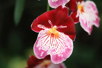 Miltonia Orchid  spring
