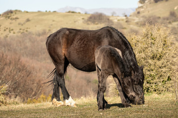 Fototapeta premium Free horses in the Drôme mountain range, France