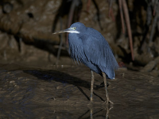 Western reef heron (Egretta gularis)