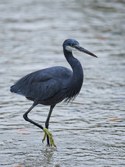Western reef heron (Egretta gularis)