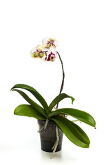 orchid in a pot isolated on white background
