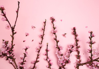 Peach blossom on pastel pink background. Fruit flowers.