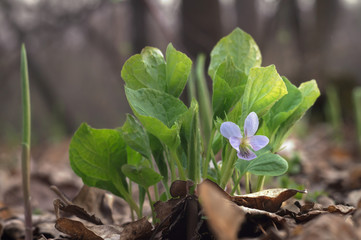 Viola odorata. Delicate purple spring flower in the wild forest on nature sunny background close-up