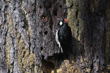 Acorn woodpecker storing acorns in tree holes