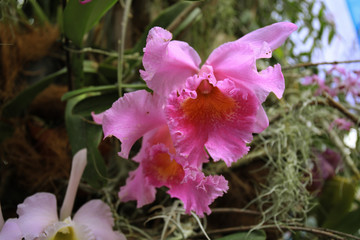 Flower in spring