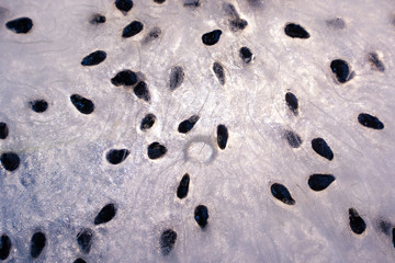 Dragon fruit or pitahaya close up. Macro photo of an exotic fruit suitable as background.