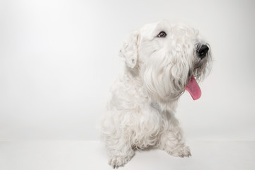 West Highland White Terrier sitting against white background
