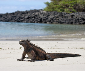 Marine iguana sitting on the white sand. The Galapagos Islands. Pacific Ocean. Ecuador.