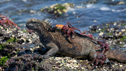 Marine iguanas are sitting on the stones together with crabs. The Galapagos Islands. Pacific Ocean....