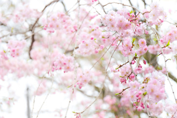 桜の木の枝のアップ