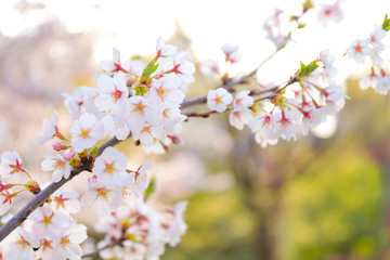 Fototapeta na wymiar 桜の木の枝のアップ