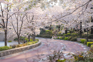 道路沿いの桜の木