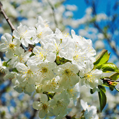 Blooming cherry in the garden