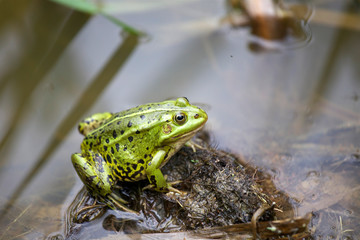Green frog at the forest pond