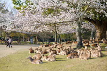 Fototapeta premium 桜と鹿の群れ 奈良県奈良市奈良公園 2019年4月
