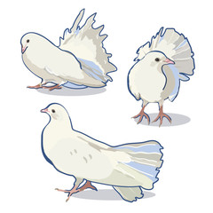 Wedding illustration with dove.