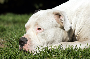 Obraz premium Amerikanische Bulldogge sonnt sich auf der Wiese